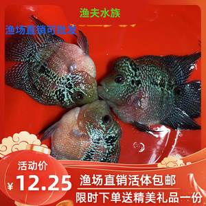 元宝罗汉鱼大型热带观赏鱼龙鱼配鱼活体包邮渔场直销