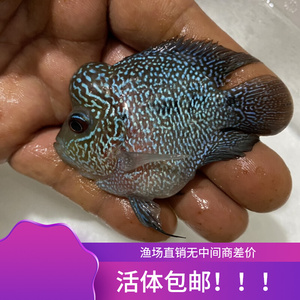 十八罗汉热带鱼