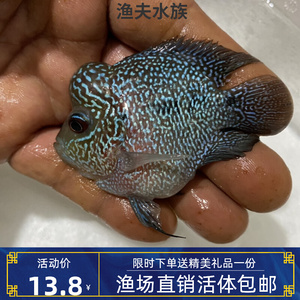 十八罗汉鱼元宝罗汉鱼大型热带观赏鱼活体包邮