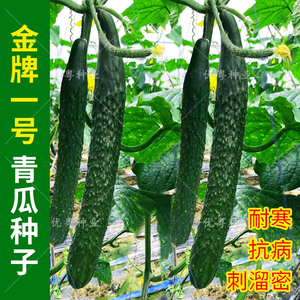 黄瓜籽种高产密刺溜青瓜种籽子四季阳台盆栽瓜果蔬菜种孑种子大全