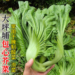 大坪埔包心芥菜种子大肉芥菜种籽介菜籽腌制酸菜泡菜青菜蔬菜种孑