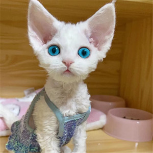 北京猫舍德文卷毛猫幼猫纯种血统不掉毛猫幼崽帝王猫活体宠物猫咪