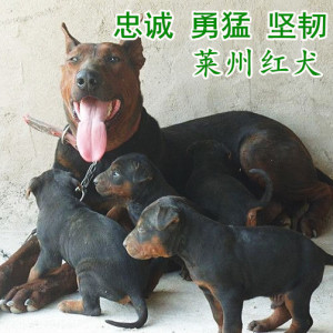 红犬幼犬纯种大头莱州红虎头苏联红活体大型军犬巨型狼狗马犬tb4
