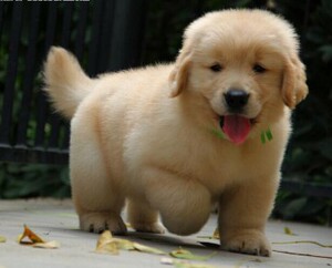 金毛幼犬大型长毛