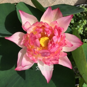 【无货】中型 荷花 碗莲 大唐芙蓉