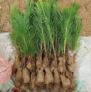 日本黑松小苗庭院黑松苗黑松树苗四季常青盆景植物松树苗占地苗雪