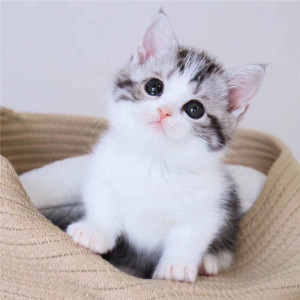 南宁本地猫舍出售纯种美短猫幼猫虎斑标斑矮脚猫活体宠物起司加白