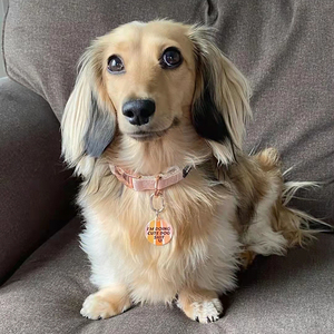 新疆本地犬舍出售纯种腊肠犬幼犬长毛腊肠狗狗铁包金宠物活体狗狗