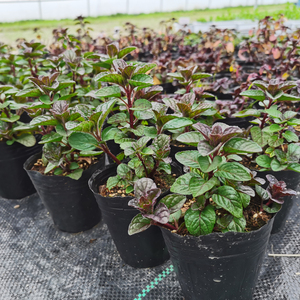 浆果奶油薄荷苗食用香草盆栽泡茶冷饮配料装饰清新口感阳台绿植