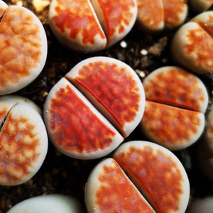 生石花多肉品种血红红窗玉多肉植物办公室书房阳台植物