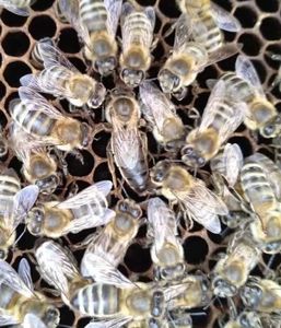饶河县东北黑蜂保护区发货的纯种东北黑蜂王饶河黑蜂王纯种后代纯