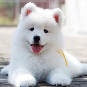 纯种萨摩耶幼犬雪橇犬哈士奇巨型阿拉斯加活体宠物狗狗幼崽衣服