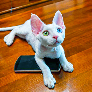 德文卷毛猫幼猫纯白色异瞳猫咪活物宠物猫幼崽赛凯短毛猫赛级血统