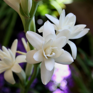 重瓣纯白色浓香晚香玉种球多年生夜来香宿根庭院盆栽多芽点包成活