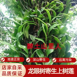 龙眼树寄生上树莲新鲜深山抱树莲桂圆树寄生茶上木蛇树苇