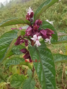 深山新鲜白花鬼灯笼 鬼点火 鬼灯笼 苦灯笼 灯笼草 岗灯笼