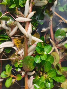 现采过塘蛇 新鲜黄花过江龙 过江藤 现采现发