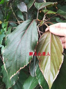 买三免邮 红桑叶 野生金边红桑叶 金边红桑叶 金边桑叶新鲜枝叶