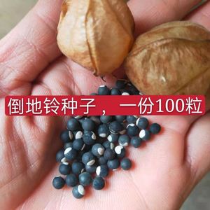 倒地铃种子 炮卜草种子 三角泡 假苦瓜 风船葛 金丝苦楝