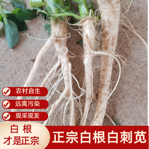 正宗白根白刺苋 新鲜白刺苋 青刺苋 野刺苋菜 白刺苋菜根 勒苋菜