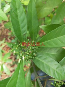 新鲜九节木山大颜大罗伞 火筒树火筒通子山大刀暗山公