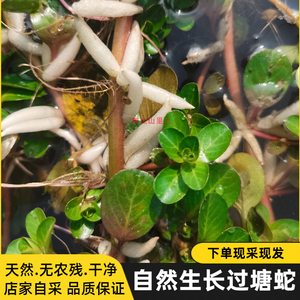 现采过塘蛇 新鲜黄花过江龙 过江藤 现采现发