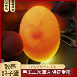 一枚大鸽子蛋种蛋受精蛋新鲜当天养殖户直供散养可孵化精选大体型