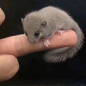 睡鼠亲人好养可爱学生口袋宠物