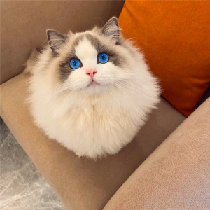 布偶猫双色布偶猫活体纯种海双蓝双布偶猫宠物猫幼猫蓝眼睛仙女猫