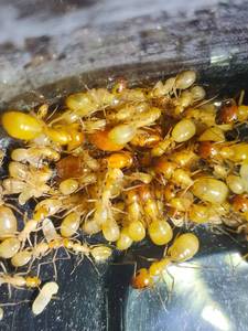 全黄土耳其弓背蚁  费氏弓背蚁宠物蚂蚁全黄群落