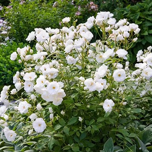 直立冰山 灌木丰花多头勤花纯白洁白月季玫瑰P11扦插苗
