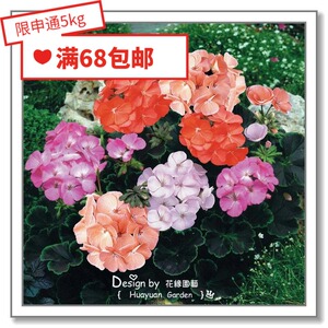 虹越农资淘宝直立彩叶天竺葵枝条 烈火凤凰水晶宫金叶喷点黑天鹅绒