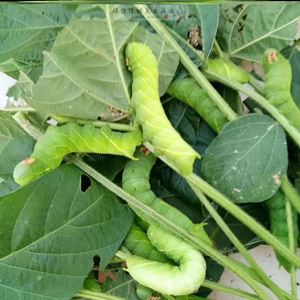 活豆虫 豆青虫 豆丹下蛰豆虫 猪儿虫芝麻虫食用昆虫 鲶鱼活饵20条