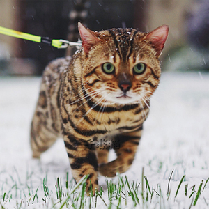 孟加拉豹猫幼仔纯种猫咪活物雪豹活体宠物猫幼崽圆脸哥伦比亚赛级