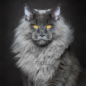 缅因猫幼猫活体纯种俄罗斯巨型猫猫咪活物宠物猫幼崽狮子猫深灰色