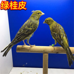 包邮活体玉鸟绿桂皮玉鸟辣椒红芙蓉鸟扬州黄玉鸟笼养鸣唱鸟
