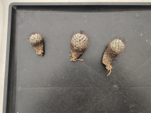 80zhuo900916淘宝弯刺佩雷仙人球曲刺佩蕾乳突球属白色刺可爱型多肉