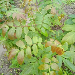金钱柳不是榆树叶子金钱柳是青钱柳别名,生长在云贵高原的深山中,是新