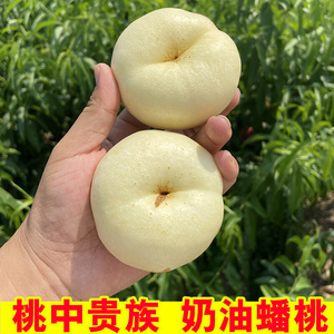 奶油蟠桃水果新鲜蒙阴桃子蜜桃当季整箱桃子应季超甜时令蟠桃礼盒