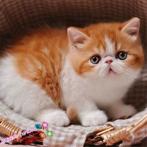 CFA注册猫舍加菲猫宠物猫咪异国短毛猫家养纯种幼猫活体红小胖g