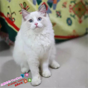 纯种蓝眼布偶猫活体海豹双色满背蓝双奶油色幼猫猫咪宠物猫出售g