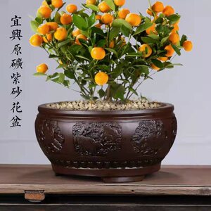 大圆灵芝