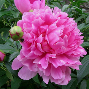 弗莱明芍药花苗庭院花卉四季开花易活芍药根块带芽室内盆栽室外庭