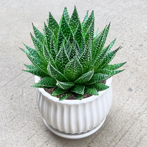 雪花波露芦荟多肉植物盆栽室内花卉绿植好养四季客厅阳台懒人花