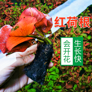 红荷根真水草鱼缸水族箱懒人造景红河根中景后景水草会开花的水草