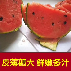 商河郑路路家珍珠红西瓜新鲜水果15斤左右小西瓜新鲜6枚顺丰