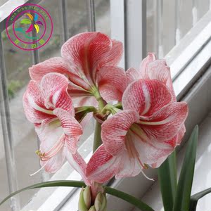 【现货】冬日阳光 荷兰进口朱顶红种球 单瓣 大花条纹 花丁田园