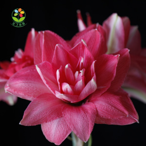 12月发货 糖果仙女 荷兰进口朱顶红种球 多年生重瓣洋朱 花丁田园