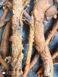 野生中草药穿破石 九层皮 地棉根 金腰带干品500克