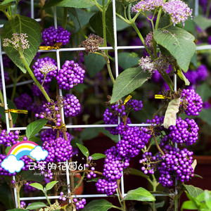 日本紫珠盆栽花苗 庭院花园植物 紫色转运珠 多年生灌木植物盆栽